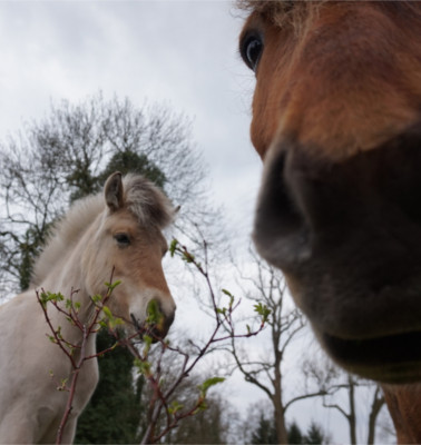 paarden.jpg/