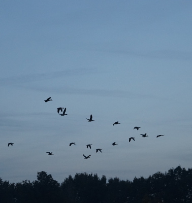 vogels.JPG/
